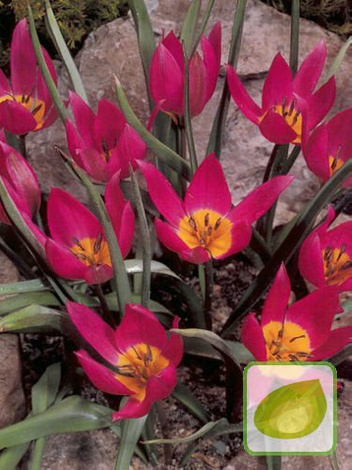 Zestaw Tulipany Botaniczne 3