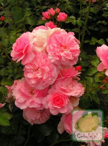 Róża (Rosa) Bonica