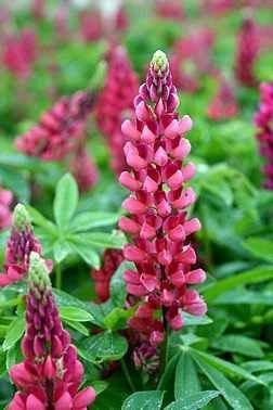 Łubin (Lupinus) Różowy