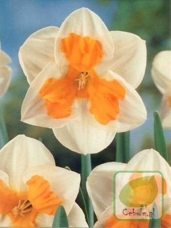 Narcyz Tricollet 12/14