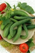 Nasiona Ogórek Sałatkowy Długi Chinese Slangen