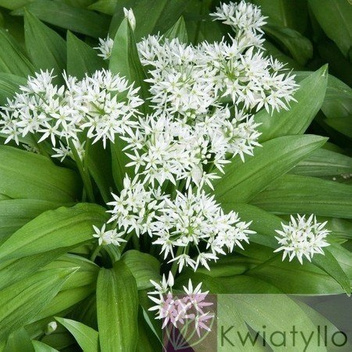 Sadzonki Czosnek niedźwiedzi (Allium ursinum)