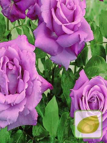 Zestaw Róże Wielkokwiatowe KOLORY