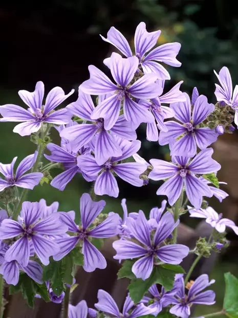 Dziki ślaz (Malva sylvestris) 'Marina' 1 szt.