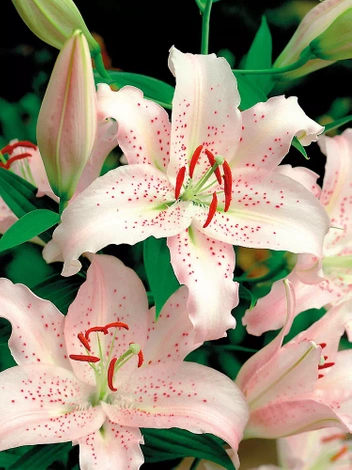 Lilia (Lilium) 'Curly Sue'