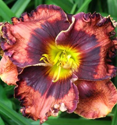 Liliowiec (Hemerocallis) The Band Played On