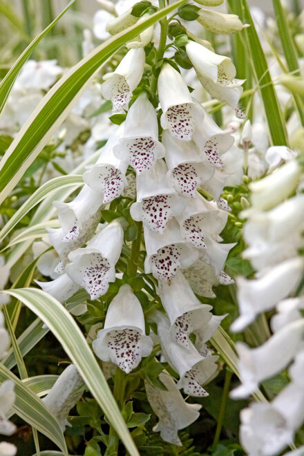 Napartnica (Digitalis) "White" 1 szt.