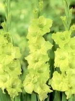 Mieczyk (Gladiolus) 'Green Star'
