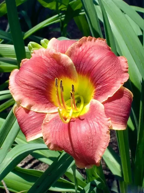 Liliowiec (Hemerocallis) 'Roses in Snow'