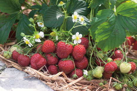 Truskawka 'Senga Sengana'