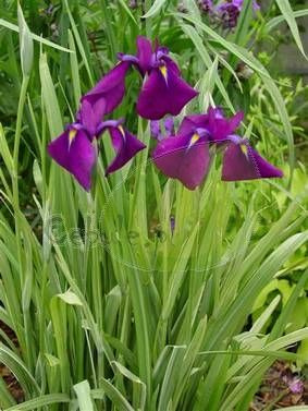 Irys Ensata Variegata