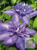 Powojnik (Clematis) Daniel Deronda