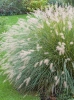 Rozplenica (Pennisetum alopecuroides) 'Hameln'