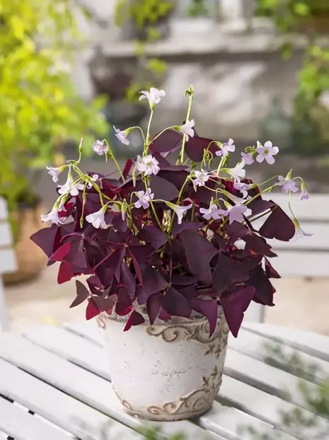 Szczawik trójkątny (Oxalis traingularis) 'Mijke' 5 szt.