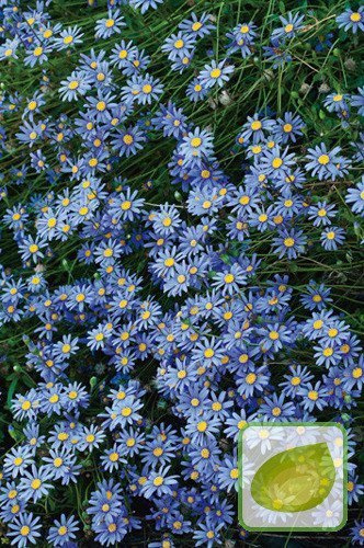 Nasiona Felicja Gawędkowa - Felicia Amelloides