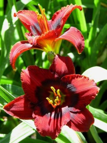 Liliowiec (Hemerocallis) Velvet Eyes