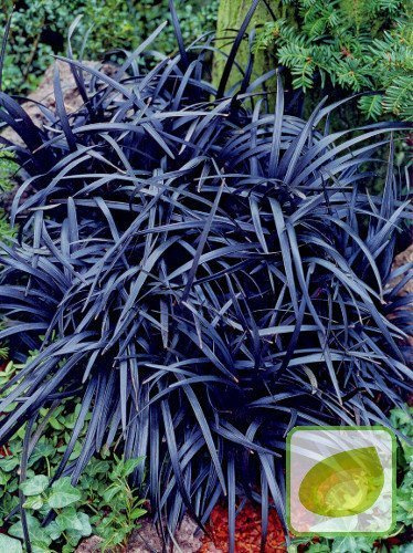 Trawa Ozdobna Czarna (Ophiopogon) Niger