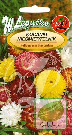 Nasiona Nieśmiertelnik Mix Kolor Na Suche Bukiety