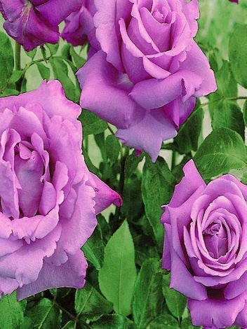 Zestaw Róże Pnące