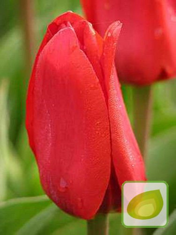 Tulipan Showwinner
