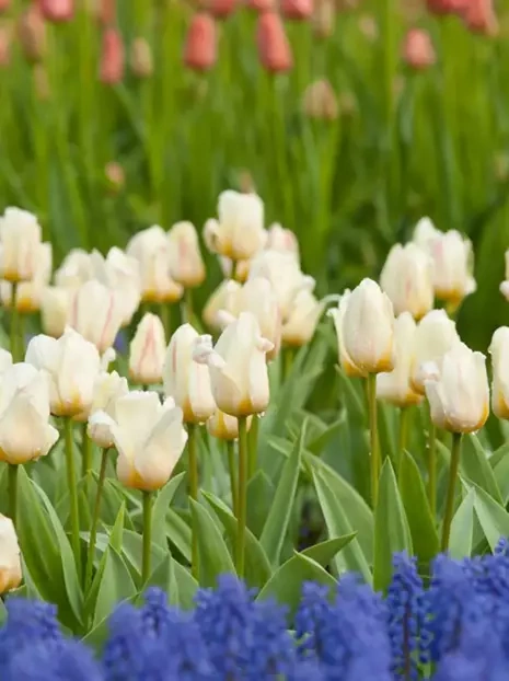 Tulipan Kaufmanna (Tulipa) 'White Fire' 5 szt.