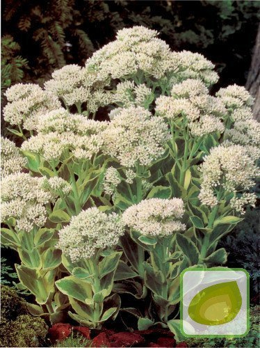 Rozchodnik (Sedum) Frosty Morn