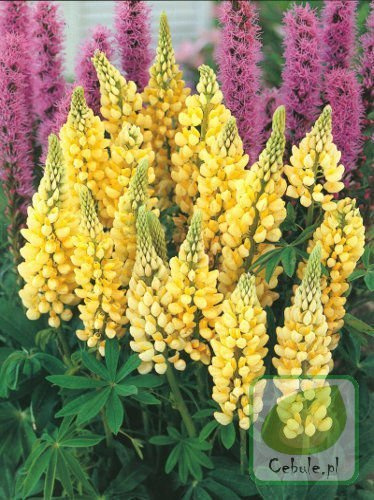 Łubin (Lupinus) Żółty