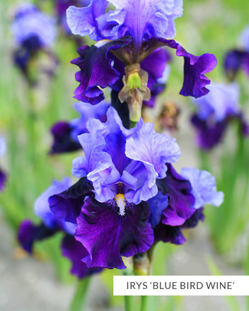 Zestaw Kosaćce Bródkowe 2