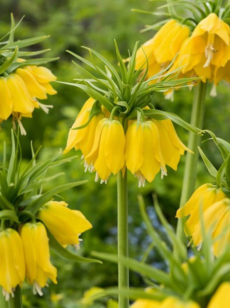 Szachownica (Frittilaria) 'Lutea' 1 szt.