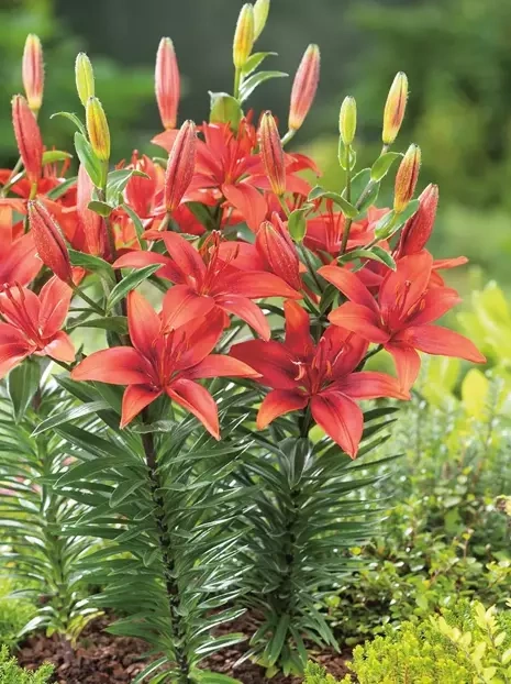 Lilia (Lilium) 'Cavoli'