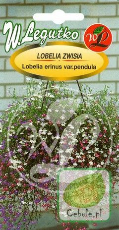 Nasiona Lobelia Kaskadowa Zwisająca Mix