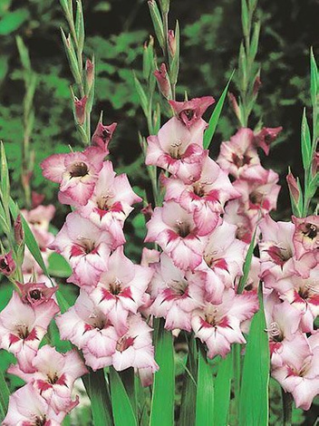 Mieczyk Tani (Gladiolus) 'Vera Lynn'