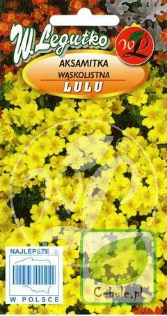 Nasiona Aksamitka Wąskolistna Lulu - Tagetes