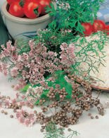 Nasiona Kolendra Siewna