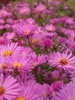 Aster krzaczasty (Aster dumosus) 'Herbstgruss Von Bresserhof' 1 szt.