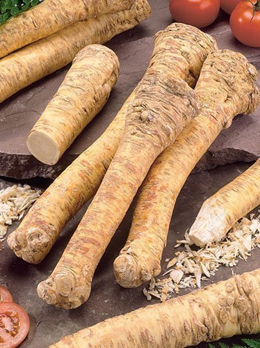 Chrzan (Armoracia rusticana)