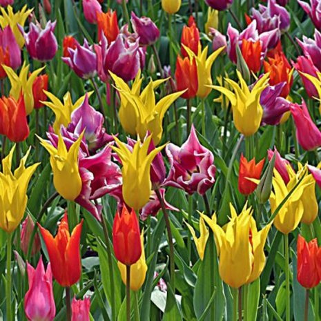 Kompozycja Liliokształtna