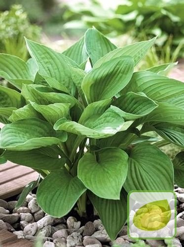 Funkia (Hosta) Hyacinthina
