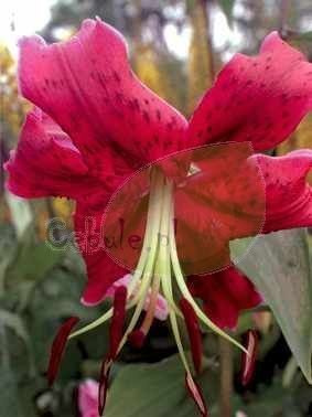 Lilia MISS FREYA 16/18