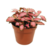 Fitonia Pink Forest Flame (Fittonia Pink Forest Flame)