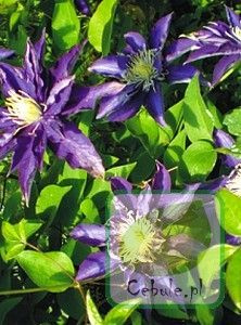 Powojnik (Clematis) Hakuookan