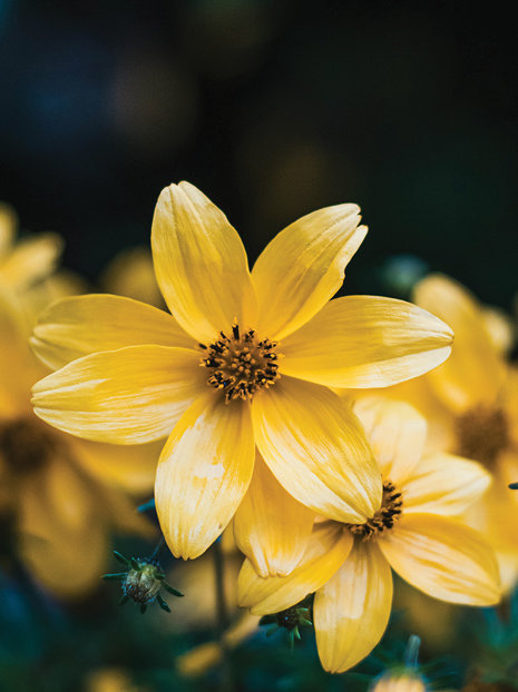 Nachyłek (Coreopsis) 'Zagreb' 1 szt.
