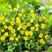 Pięciornik (Potentilla) 'Goldfinger' - Krzew Ozdobny