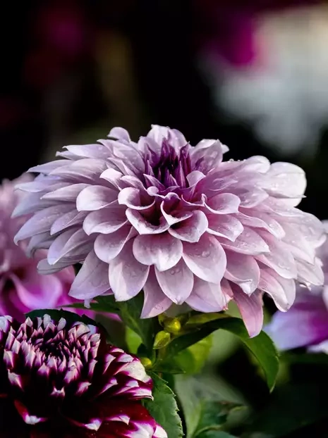 Dalia (Dahlia) 'Creme de Cassis"