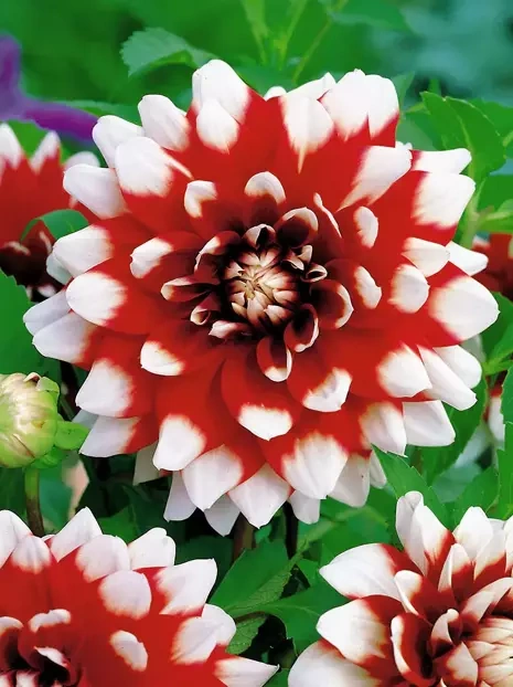 Dalia (Dahlia) 'Duet'