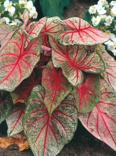 Obraźnica (Caladium) Mrs Arno Nehring