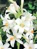 Lilia (Lilium candidum)  'św. Antoniego' 1 szt.