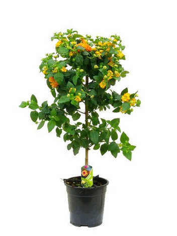 Lantana Drzewko w Doniczce 80 cm wysokości