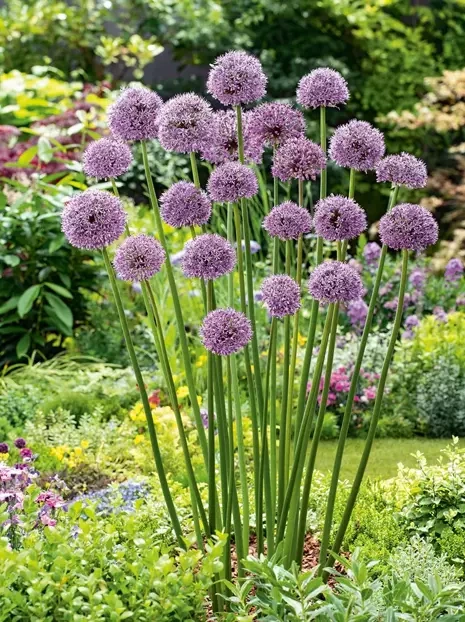 Czosnek Ozdobny (Allium) 'Gladiator' 1 szt.