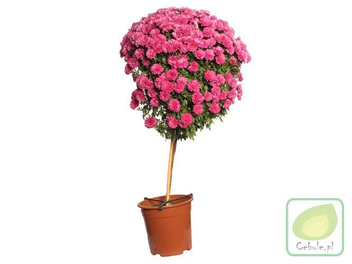 Chryzantema DRZEWKO Fioletowa 100 cm wysokosci MEGA HIT
